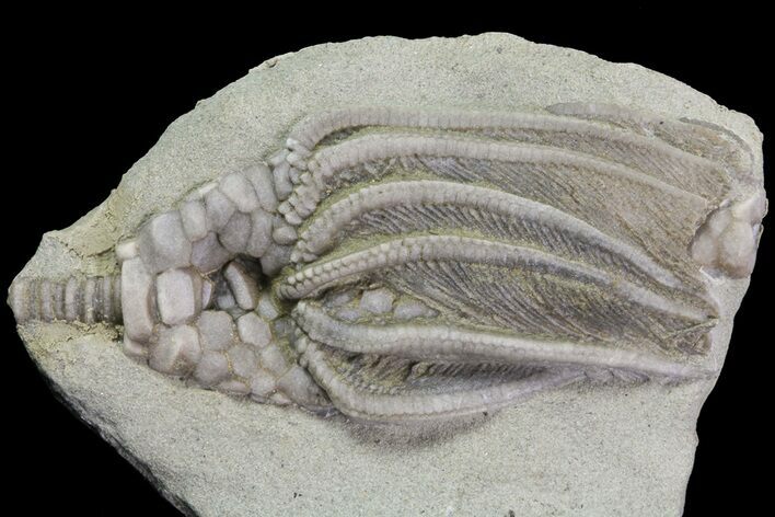 Bargain, Macrocrinus Crinoid Fossil - Crawfordsville, Indiana #68484